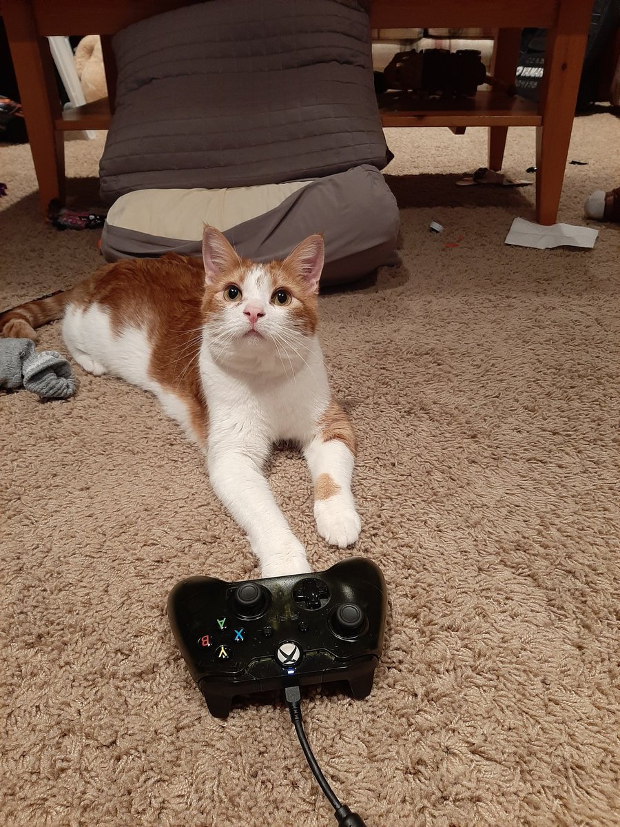 Icantdie6's tweet photo. Just some cat gaming https://t.co/xhdgmVz5SO