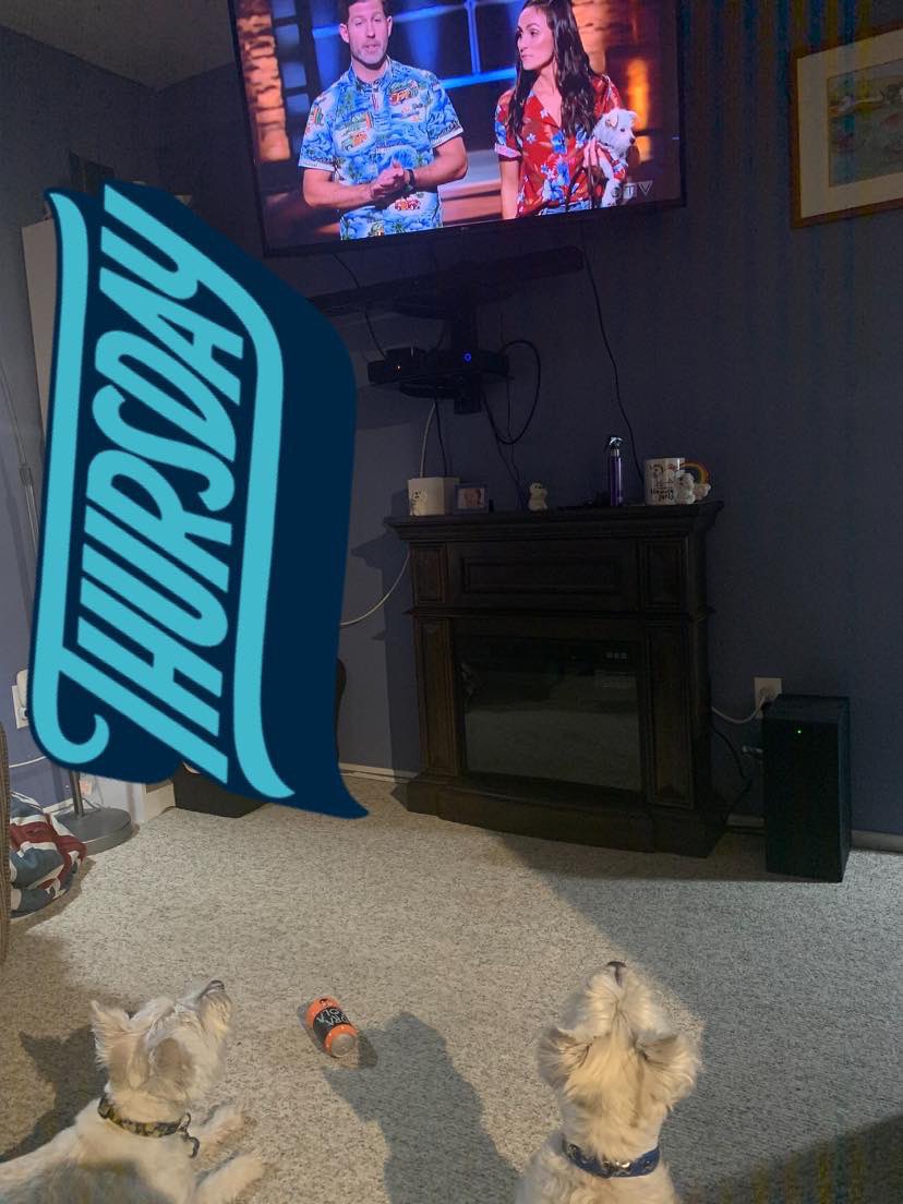 rorythewestie's tweet photo. We iz watching #dogthreads pitch on @ABCSharkTank. wez want the plaid to match dad. https://t.co/oQ672UFDEh https://t.co/4b4HUiXJ2u