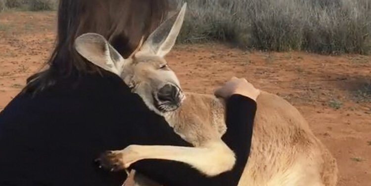 BlackMoonLady_'s tweet photo. 🧡 C O U R A G E 🐨 #Australia #bushfiresNSW  #sydney #fires 🔥 https://t.co/tV7OljASOj