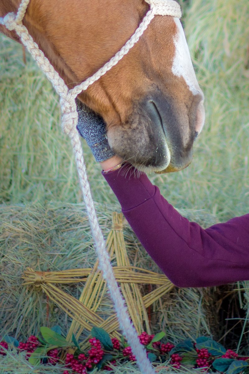 Looking for a fun #TeamBuilding adventure for your group? Check out our awesome horse experiences that will bring a newfound level of companionship and fun to your team! Book your next Holiday Party with @DeJoriaCenter and us bit.ly/2Mzzxcy #horseexperience