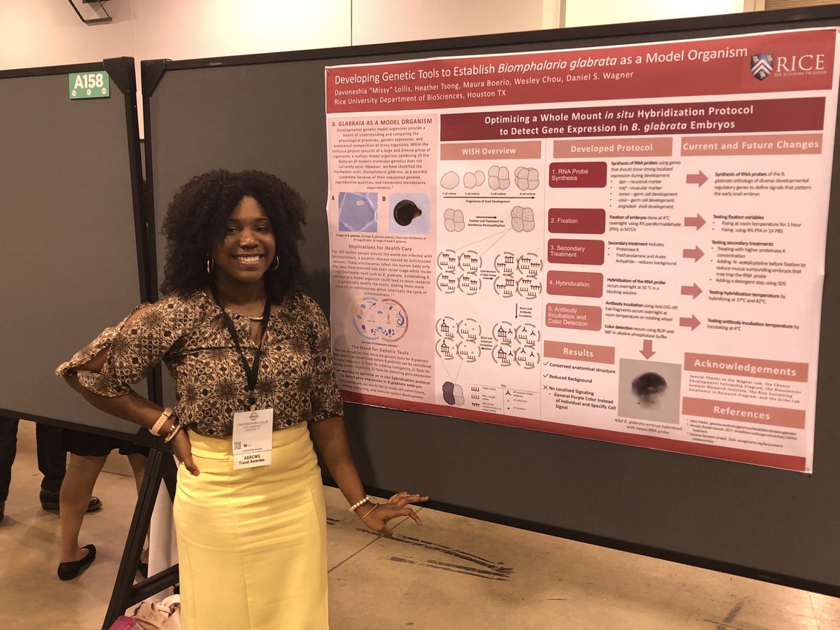 SocDevBio's tweet photo. SDB #ChooseDevelooment! Fellow @__mlollis presented her snail research from Dan Wagner’s lab @RiceUniversity at #ABRCMS. Her snail embryos are cool! https://t.co/0fdVeUO7ii
