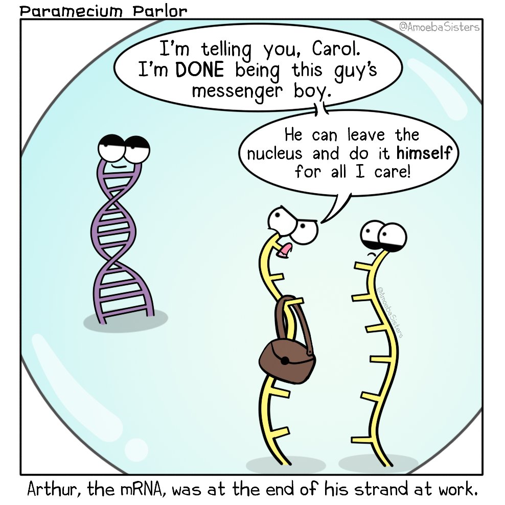 AmoebaSisters's tweet image. It's not always easy to be the messenger RNA.
#science #scicomm