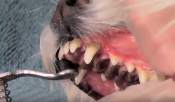 AVMA VIDEO: Learn why your pet’s oral health is so important to overall health, and tips on how to brush pet’s teeth. bit.ly/2lBdg1j