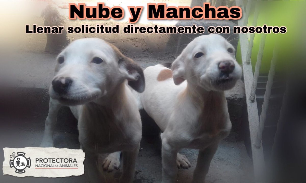 pnamexico's tweet photo. Manchas y Nube

Nenas de 2 meses de edad. Activas y traviesas. Serán talla mediana/grande.

Si deseas que forme parte de tu familia, por favor comunícate a nuestros teléfonos en la Ciudad de México: 55 9131 9394 #AdoptaNoCompres https://t.co/GyIligSLEz