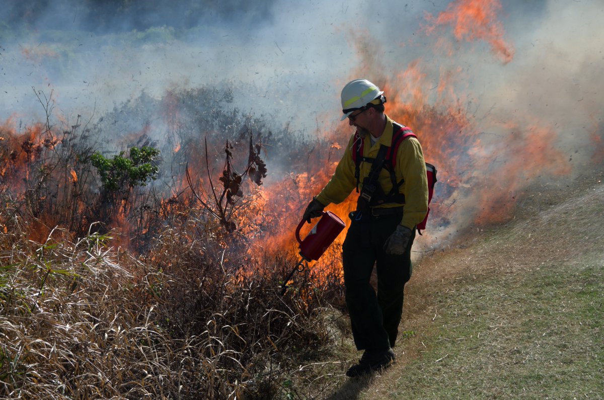 HawaiiWildfire's tweet photo. #TBT 2014: Although not widely used in #Hawaii, firefighters use prescribed burns at James Campbell Refuge, O’ahu to clear ponds for endangered waterbirds like the Hawaiian Stilt, whose habitat is under threat by invasive plants, development & sea level rise. #pacificfireexchange https://t.co/8JXwdqz3VR