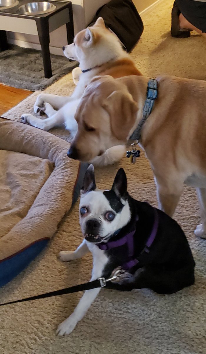 Gomez spent the afternoon at Bodhi and Yumiโs house. Looking at that smile, I think he had a good time. And of course he claimed the big dog bed for himself ๐พ๐พ #bostonterrier #dogsoftwitter #dogpals #littledogbigbed