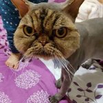 サマーカットに失敗した結果？すごいことになってる!