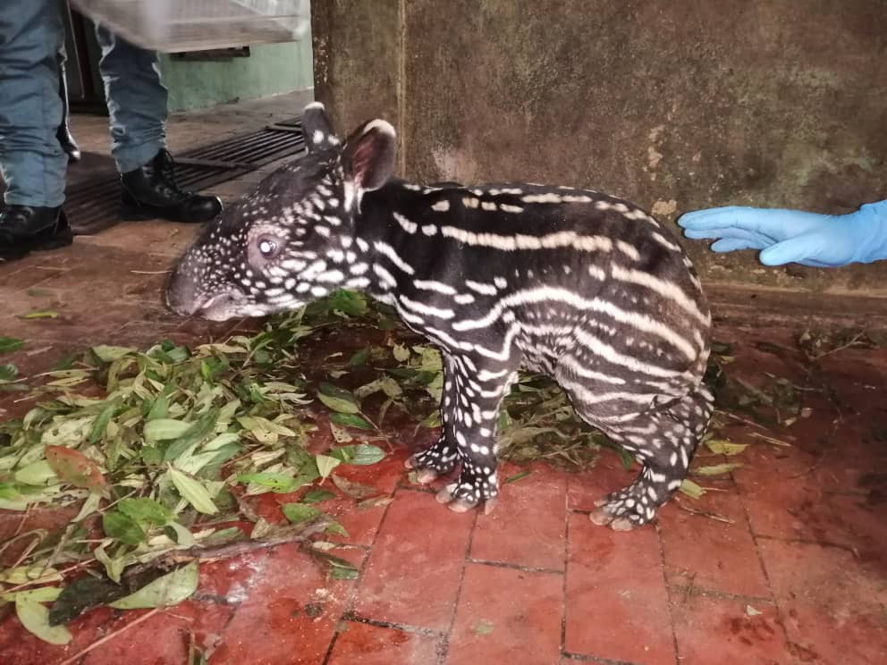 Berita gembira untuk anda!😍
Seekor anak tapir jantan selamat dilahirkan di PKHL Sungai Dusun dengan berat 8 kilogram. Anak tapir ini sihat, ceria dan aktif. Tahniah kepada pasangan Bera dan Gadek. 
Jom cadangkan apa agaknya nama yang sesuai untuk anak tapir ni yaa🥰
#tapir