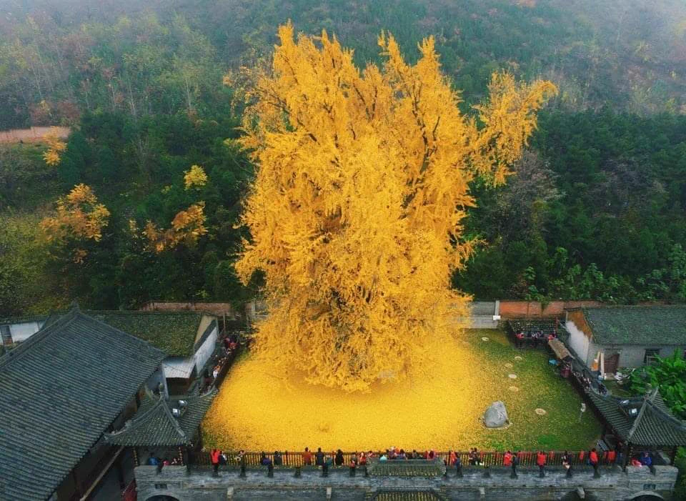 黄金に輝くイチョウは圧巻！中国西安にある千年銀杏！