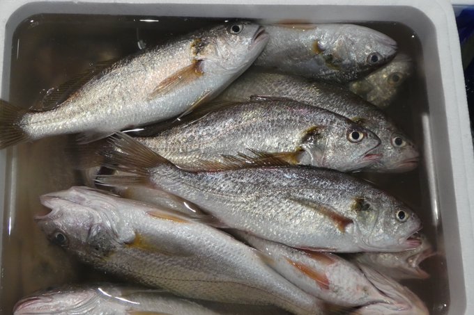 シログチの特徴 見分け方 写真から探せる魚図鑑