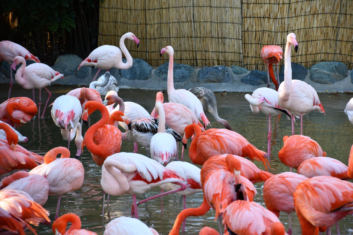 神戸市立王子動物園 公式 Twitterren 入り口すぐのフラミンゴ 約0羽います 濃い赤色がベニイロフラミンゴ 薄いのがヨーロッパ フラミンゴです 灰色がかっているのは色づく前の 今年生まれたフラミンゴたちです 神戸市 王子動物園 フラミンゴ