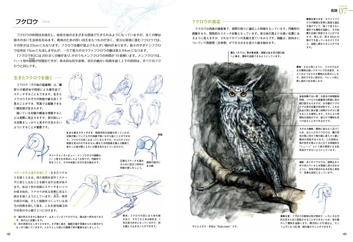 ホビージャパンの技法書 Auf Twitter 11月日発売 野生動物の描き方 生物の体の構造と仕組みをわかりやすく解説 ティム ポンド著 世波貴子 訳 立ち読みページを公開しました ページ内の ちょこっと立ち読み をクリックすると サンプルページが開きます ホビージャパンの技法書 Auf Twitter 11月日発売 野生動物の描き方 生物の体の構造と仕組みをわかりやすく解説 ティム ポンド著 世波貴子 訳 立ち読みページを公開しました ページ内の ちょこっと立ち読み をクリックすると サンプルページが開きます