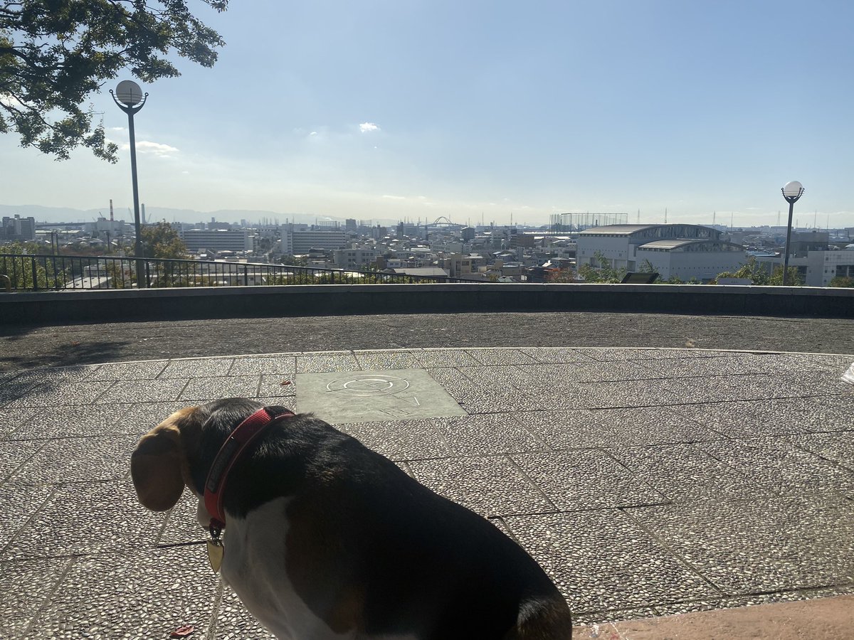 愛犬アンモくんと散歩中。