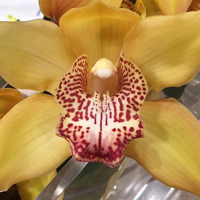 I bloody love orchids... #flowers #orchid #flowerstagram #yellow #flores #friday #fridayiminlove #nofilter #sexy #porquelavidapuedesermaravillosa #haveaniceday #haveaniceweekend https://ift.tt/2KrP3p8