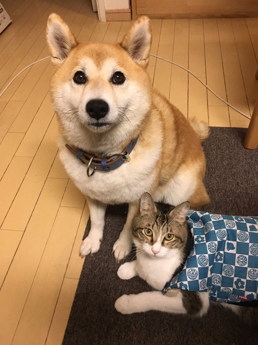 犬が服を着てくれなかった結果 代わりに猫が着ることになった 話題の画像プラス 犬が服を着てくれなかった結果 代わりに猫が着ることになった 話題の画像プラス