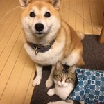 犬が服を着てくれなかった結果？代わりに猫が着ることになった!