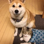 犬が服を着てくれなかった結果？代わりに猫が着ることになった!