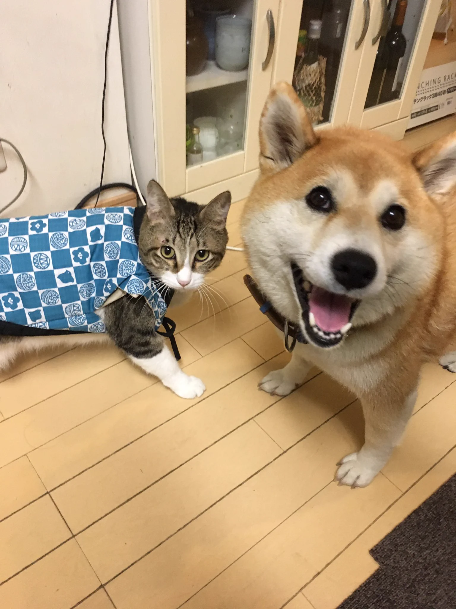 犬が服を着てくれなかった結果？代わりに猫が着ることになったwww
