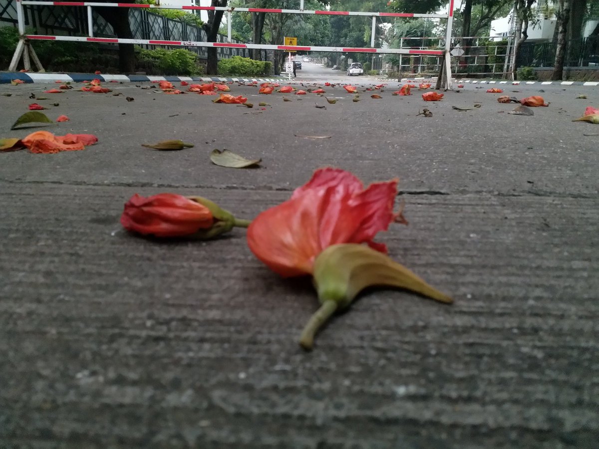 Fallen warriors#Pune #Gulmohar #India #photography #nofilter