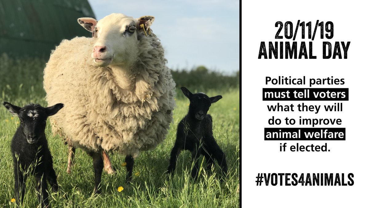 Animal protection groups have declared 20 November as Animal Day for #GE2019 and call on all political parties to set out what they will do to improve animal welfare, on or before that day, if elected. #Votes4Animals #GeneralElection2019