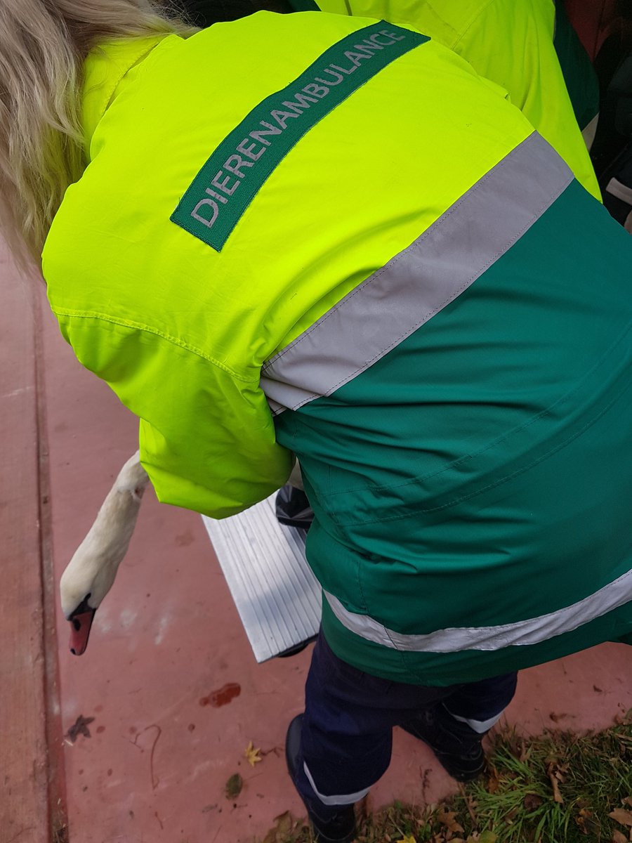 ICB'er_Patrick tweet media