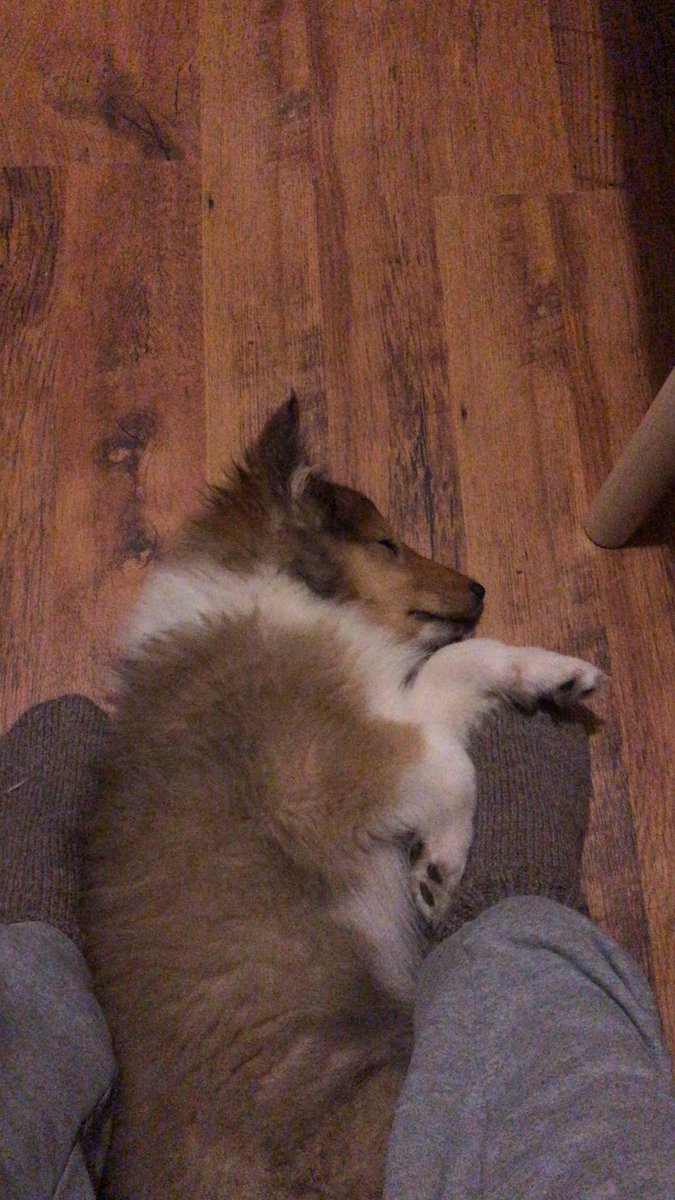 pulukkinenville's tweet image. Etäpäivä 🐶#sleepydoggo