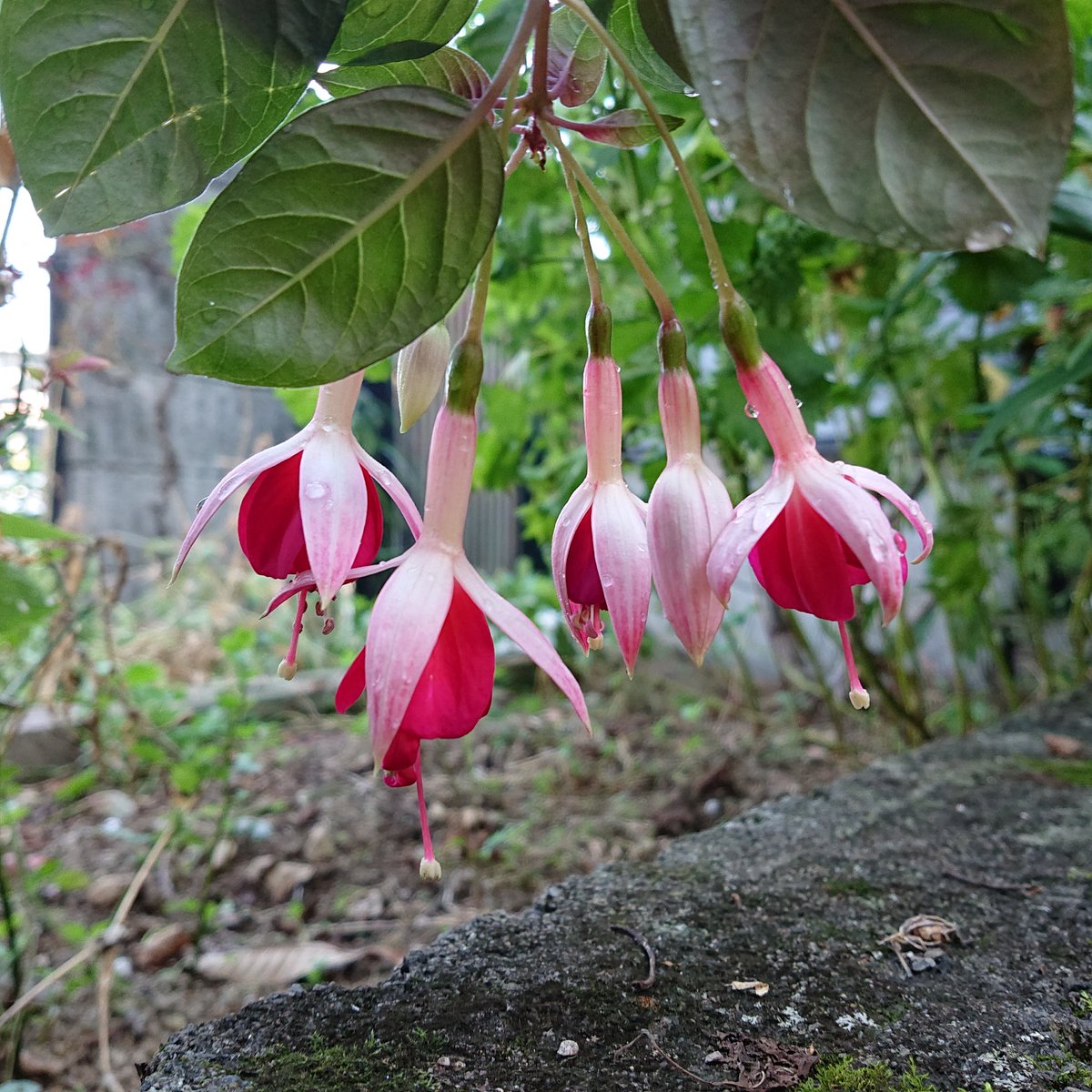 ベスト50 フクシア 花 最高の花の画像