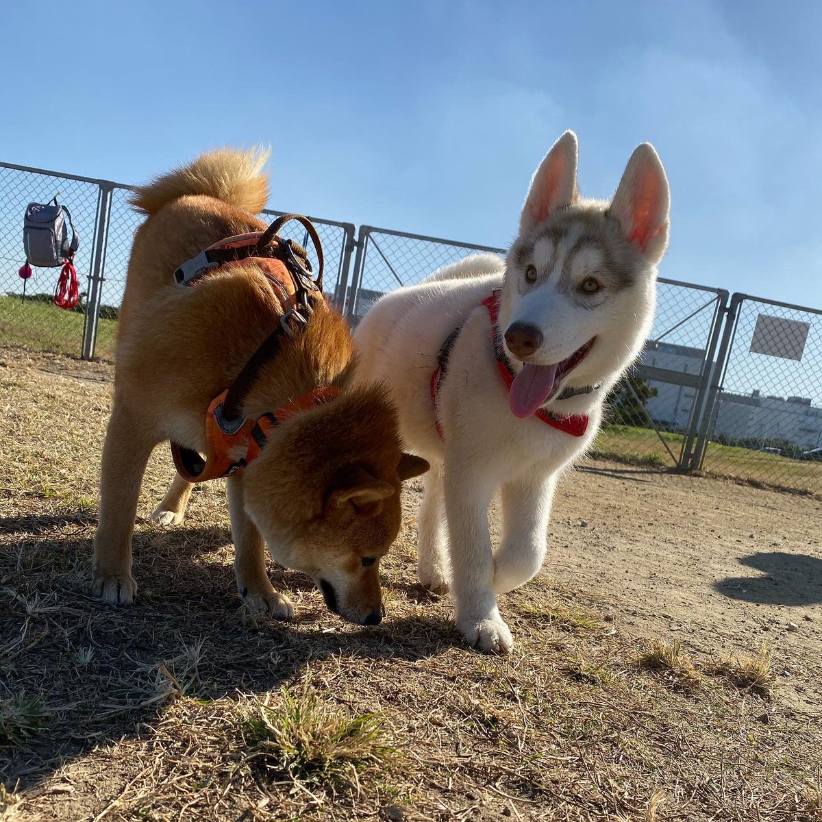 お蝶さん ちょいわるオカン シベリアンハスキー子犬 シベリアンハスキーパピー シベリアンハスキー4ヶ月 ハスキー ハスキー子犬 ハスキーのいる生活 ハスキー仔犬 ハスキーパピー ハスキー多頭飼い ハスキーライフ ハスキーオフ会
