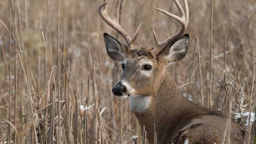WTAE's tweet image. Man mistakes hunting buddy for deer, shoots him during hunt in South Carolina, officials say wtae.com/article/man-mi…