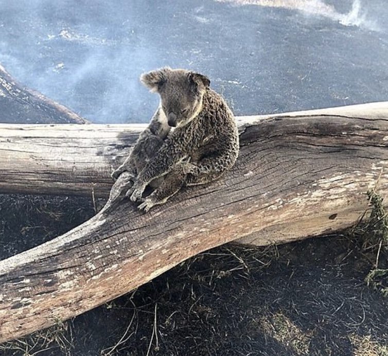 marlenesarroff's tweet photo. THE QUIET AUSTRALIAN         @ScottMorrisonMP @GladysB @abc730 #koalakiller https://t.co/TFTjFPrQ2u