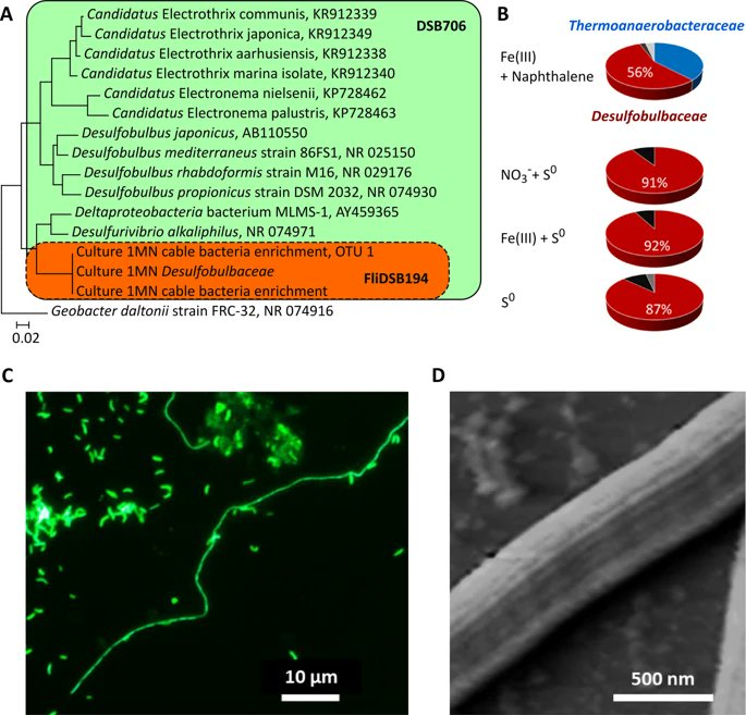 Groundwater cable bacteria conserve energy by sulfur disproportionation.
#cablebacteria 
nature.com/articles/s4139…
<a href="/ISMEJournal/">The ISME Journal</a> <a href="/unidue/">Uni Duisburg-Essen @unidue.bsky.social</a>