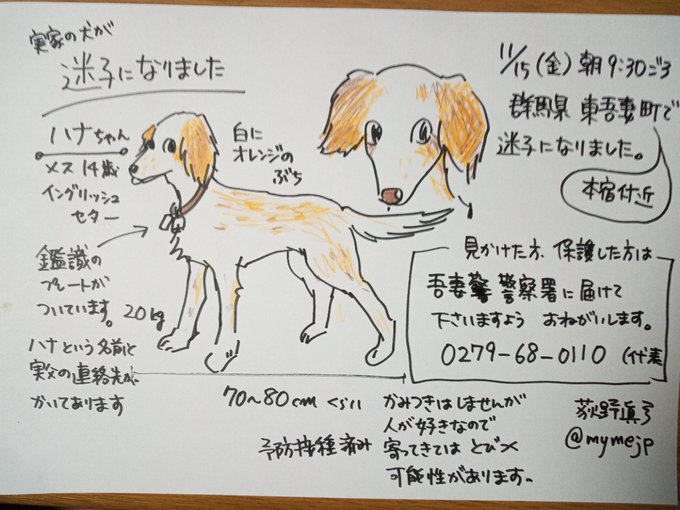 【迷い犬】実家の犬が、初猟日の本日11/15朝から群馬県東吾妻町本宿付近で迷子になりました。イングリッシュセターの老犬です。見かけた方、保護された方は吾妻警察署に届けて下さいますようお願いします。写真は若いときのものです。 