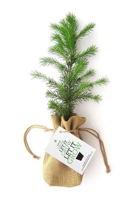 Have an eco friendly Christmas this year with a little Christmas tree 🎄