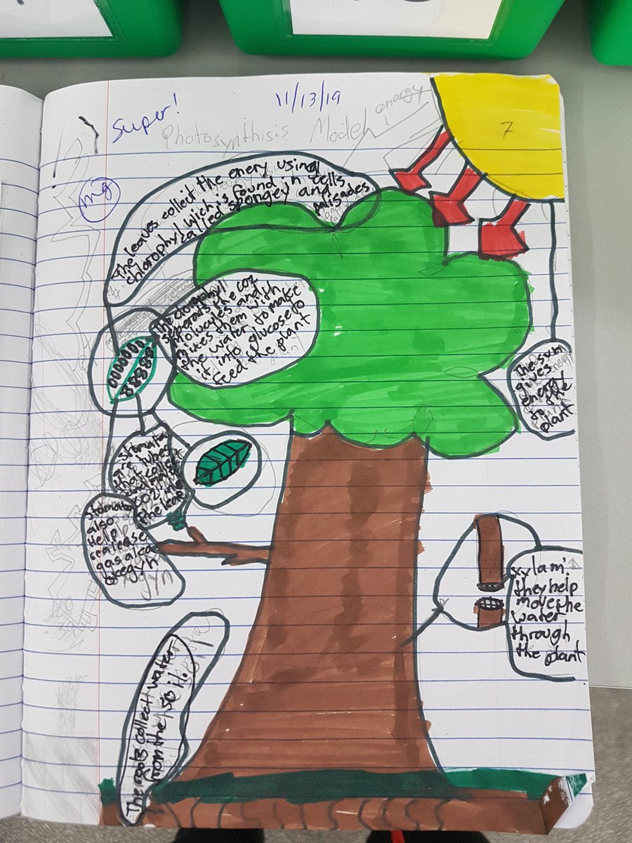 VintnerAngela's tweet photo. Students are getting better and better at drawing models to show their understanding, in this case of photosynthesis. https://t.co/yu5UELef6m