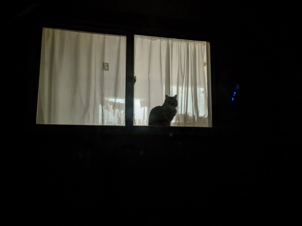 No matter how late I come home, Posy is waiting in the windowsill for me.