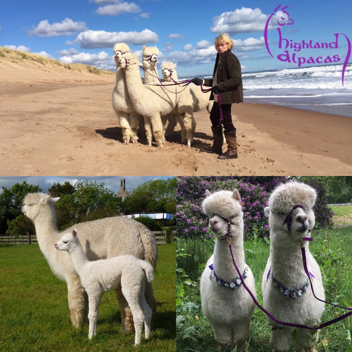 NEPetExpo's tweet photo. We can’t wait to welcome
 🦙HIGHLAND ALPACAS 🦙to the Expo. Get up close with these lovely animals or even grab a selfie 🦙📸
@ https://t.co/ftfAHXmN9T