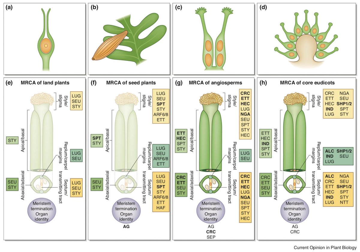 Mary Williams Plant Science Research Weekly T Co Akh0vxpns8 Evo Devo Marchantia Genome Carpels Tip Growth Single Genes For Maize Improvement Cs Uptake Inside Plant Pathogen Interaction Non Jasmonate Oxylipins In Isr Rsa