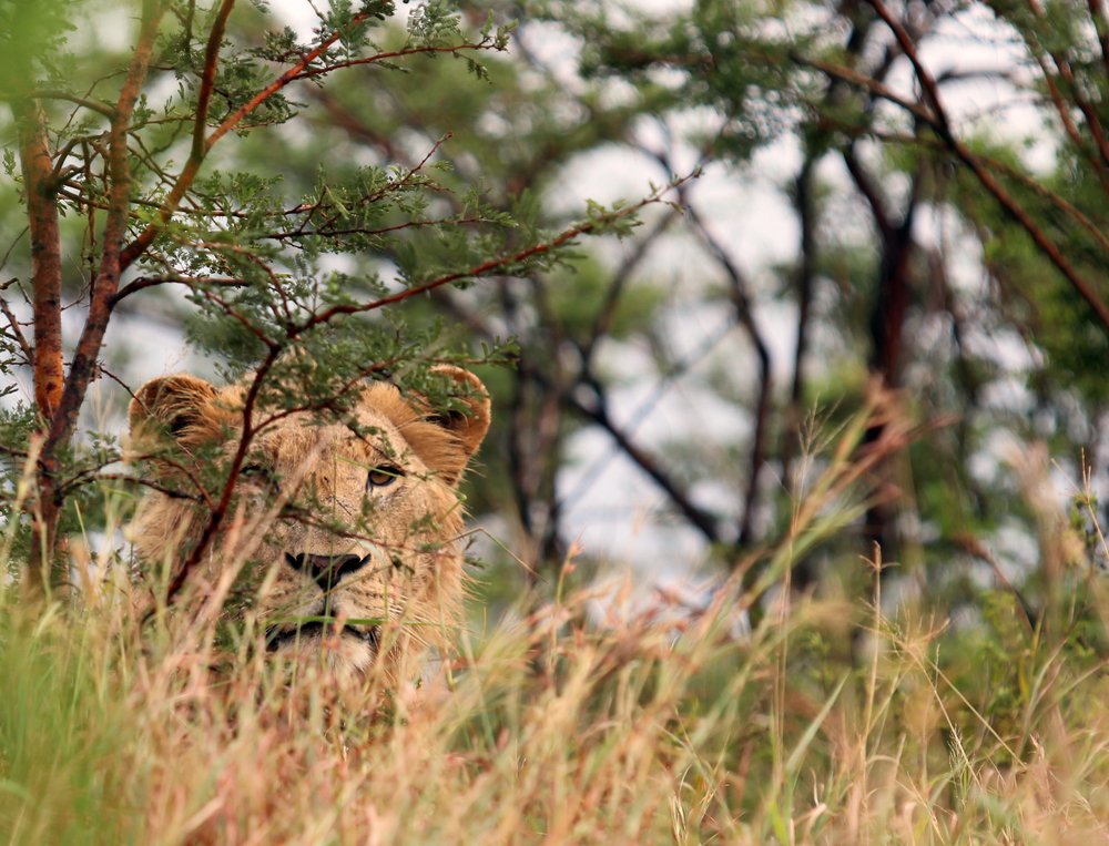 RT <a href="/TourvestDM/">TourvestDM</a>: The stunning #Zululand area in KZN offers travellers unique off-the-beaten-track experiences. From tasty cuisine &amp; Zulu culture to spotting the Big 5 &amp; whale watching, here are a few top Zululand. 👉 bit.ly/2NLAoaa <a href="/Biz_Tourism/">Bizcom Tourism</a> 📸 Etienne Volschenk