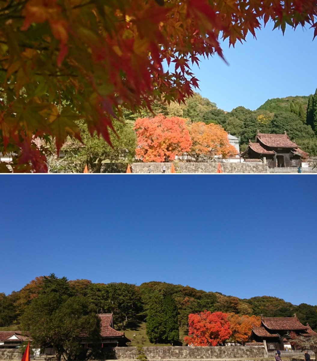 楷の木紅葉