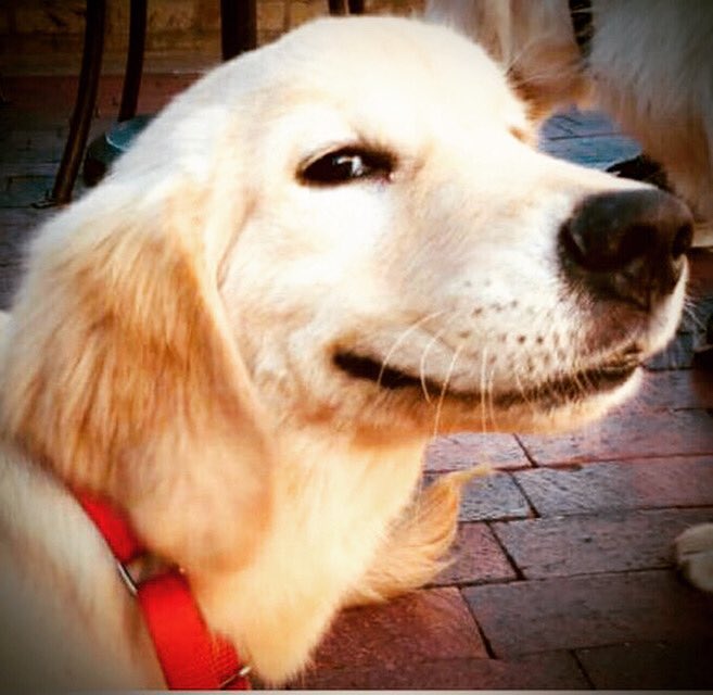 wendholden's tweet image. It would probably be far too smug of me to tell you that all our Christmas presents are bought and wrapped and the cards written. I wouldn’t do that to you. I wouldn’t....#smugface #smartalec #christmaswrapped