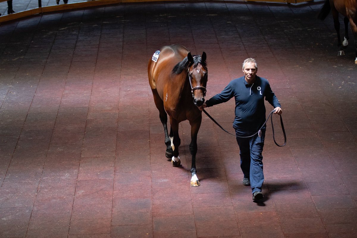 Lot 280 consigned by Ohukia Lodge at NZB RTR Sale 2019 about to enter the sales arena. <a href="/KarakaChat/">New Zealand Bloodstock</a> <a href="/OhukiaLodge/">Ohukia Lodge</a> #lovethelight