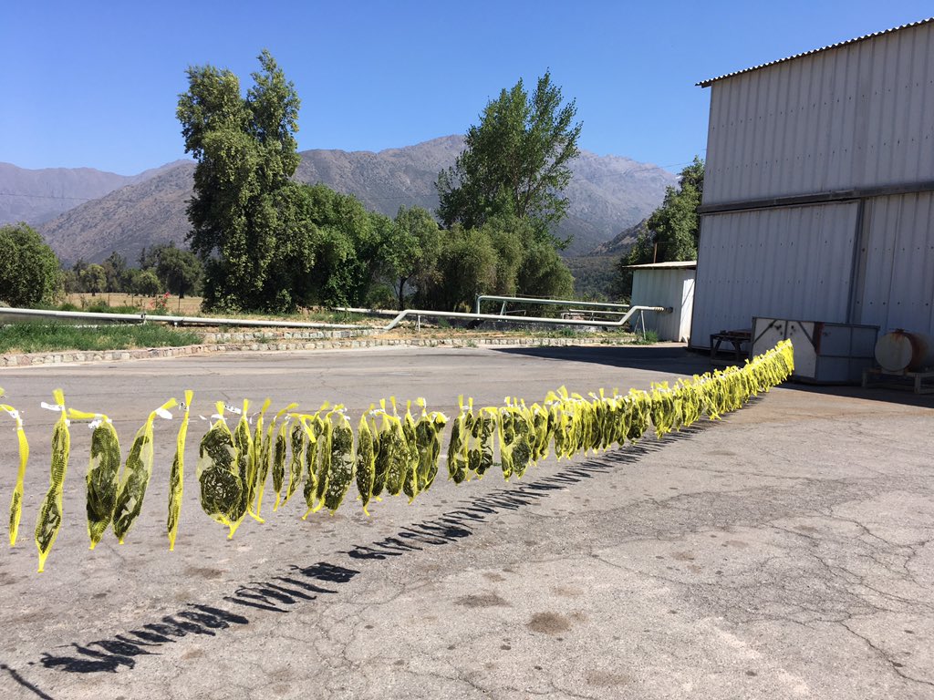 Las algas que recolectamos desde todos lados de Chile para análisis de #alginatos secaron muy bien al sol con el calor y viento de San José de Maipo. Muchas gracias a Productos Concentrados por prestar su espacio y su ayuda! No sé cómo habría secado mis 30 kilo de #algas sin uds!