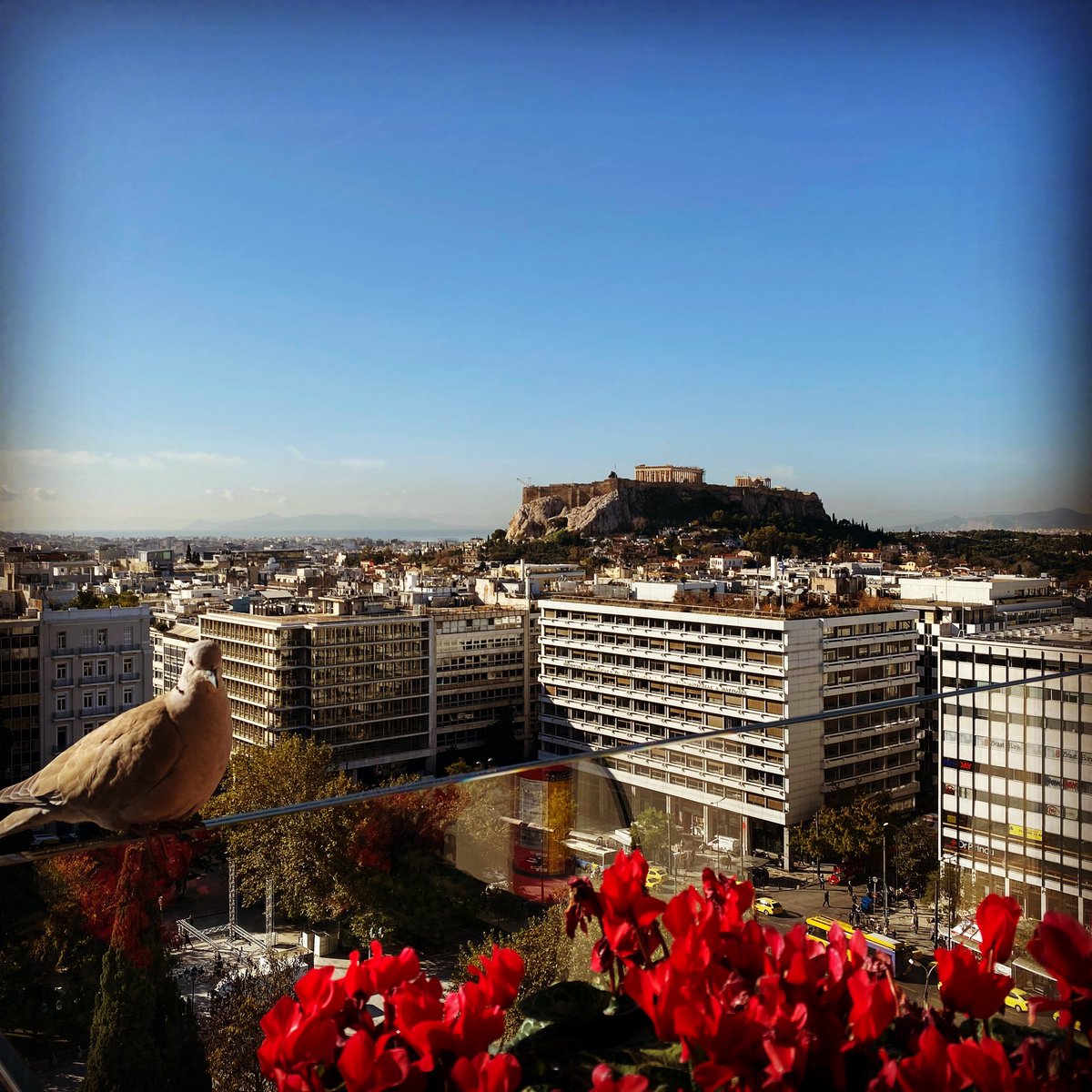 Polite breakfast guest this morning in #Athens #acropolis #hotelgrandebretagne