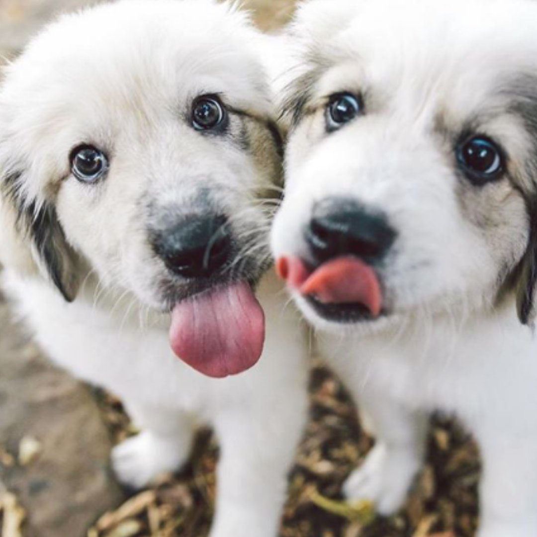 Austin Pet Friendly tweet media