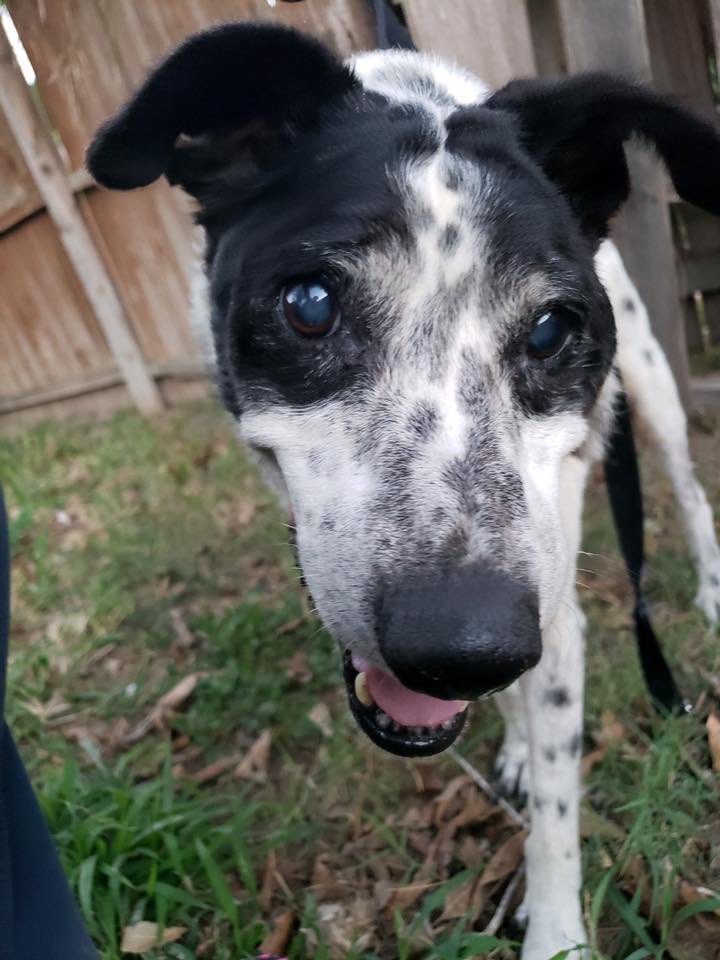 managing her with steroids &amp; pain med. Also positive for elrlichiosis -being treated. Just to be safe, she is also on antibiotics and topical meds in case a bad ear infection is causing her head tilt.