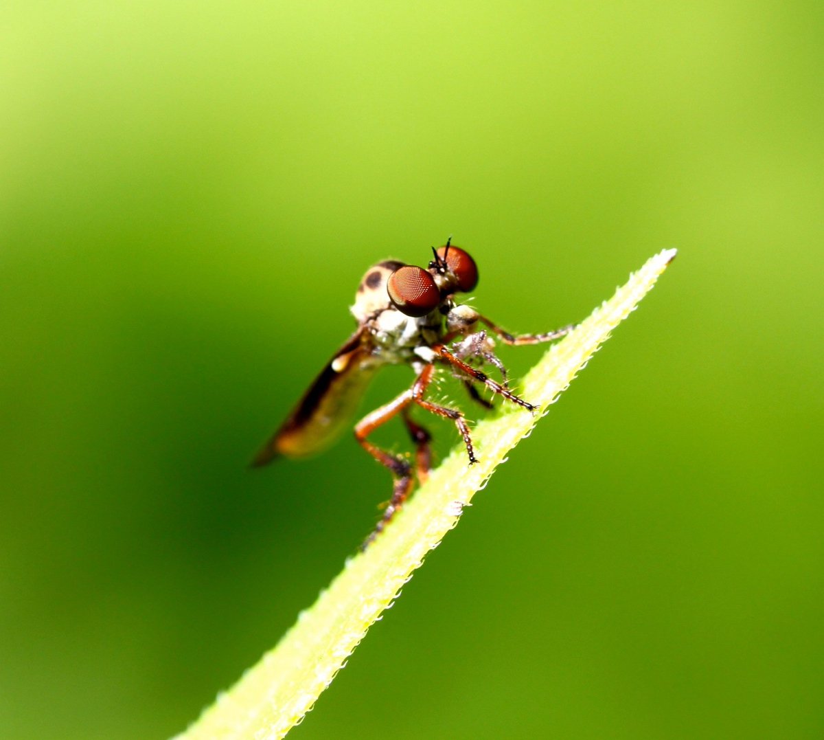 Doc_Ento's tweet image. Insect of the Day: Give me some guesses! This particular insect has a spider in its mouth.