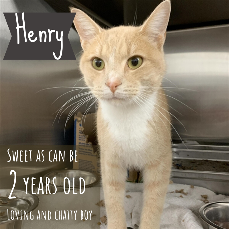 HSpeterborough's tweet photo. Our handsome Henry knows that no one can resist his beautiful green eyes. Come in today and fall in love with this sweet boy π» #fridayfeline #felinefine #adoptme #buffandbeautiful https://t.co/O6xePtOpOW