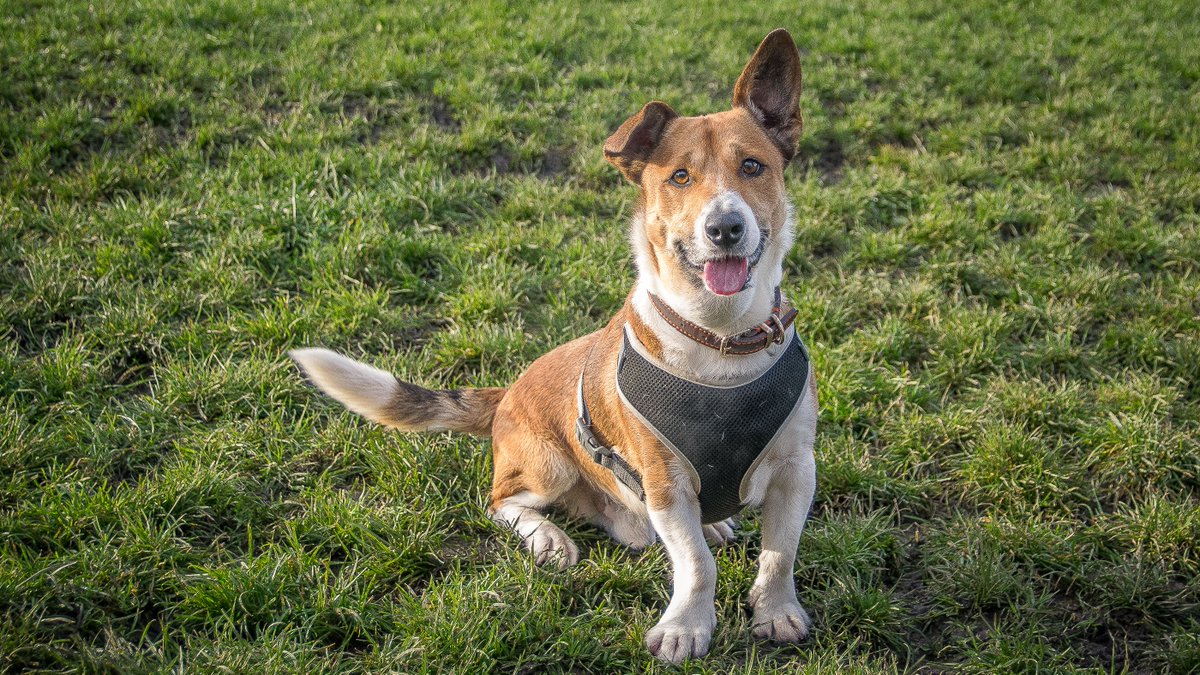 EdinDogCatHome's tweet photo. We have some good news, Jock is scheduled to have surgery to remove the mass on his neck on Tuesday.

You've managed to raise £4,151 of the £4,500 target and we're asking you to help with one last push to help get us over the line. #JocksSecondChance

https://t.co/6T1Lpxags3 https://t.co/vnpiDqJcIs
