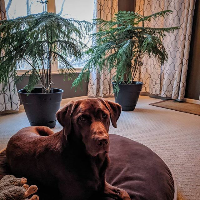 kalljayhawk's tweet photo. Between two firs
#sawyerlab #dog #puppy #pup #cute #pets #dogs_of_instagram #pet #petstagram #dogsitting #dogsofinstagram #ilovemydog #instagramdogs #dogstagram #dogoftheday #lovedogs #lovepuppies #labradors_#adorable #doglover #instapuppy #instadog #instadogs #bvah #chocola… https://t.co/48bp8SEgGp