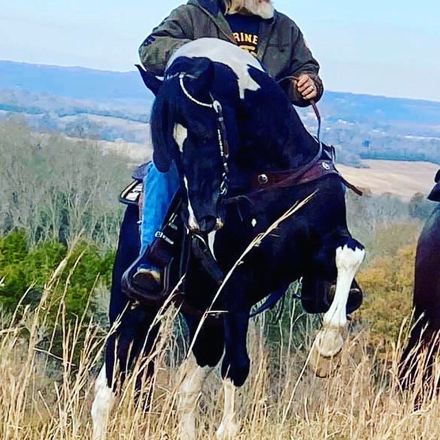 Walking Horse Source tweet media